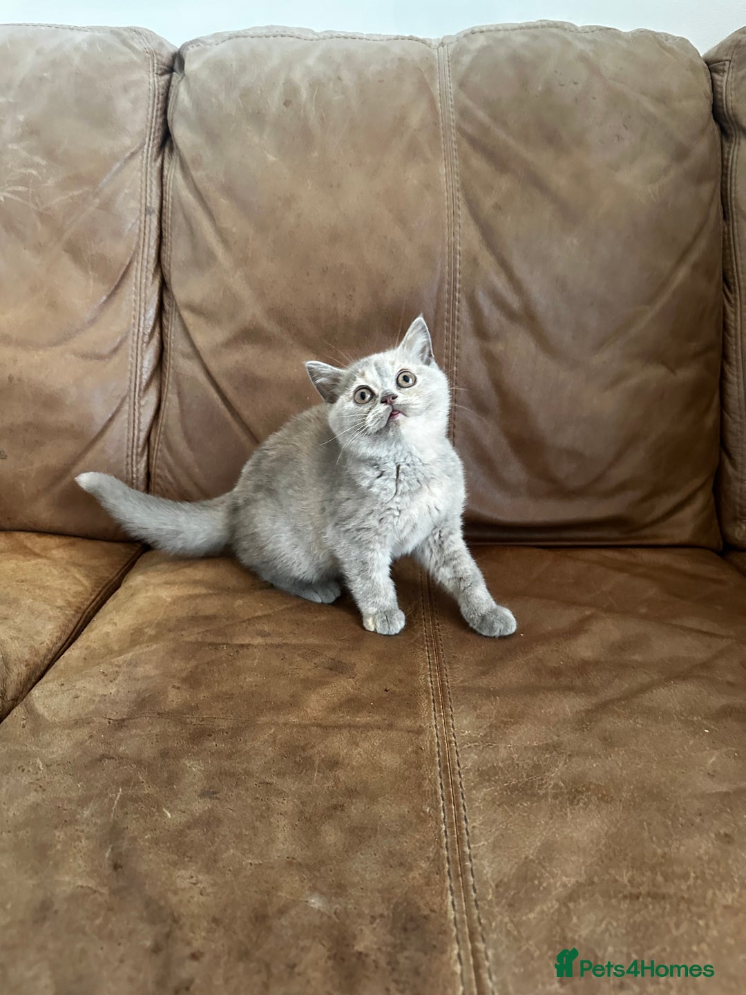 British Shorthair cats for sale: READY NOW GCCF REG CHUNKY CHOCOLATE  BS KITTENS  - Image 13