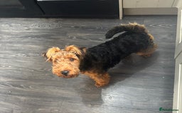 Welsh Terrier dogs for sale: Welsh Terrier - Image 4