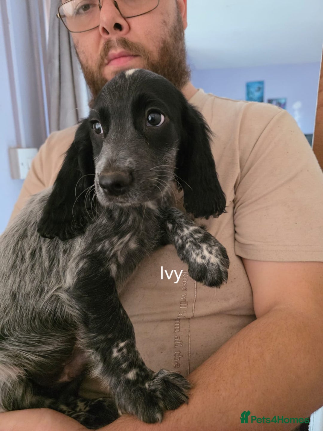 Cocker Spaniel dogs for sale: Cocker spaniel pups - Image 10