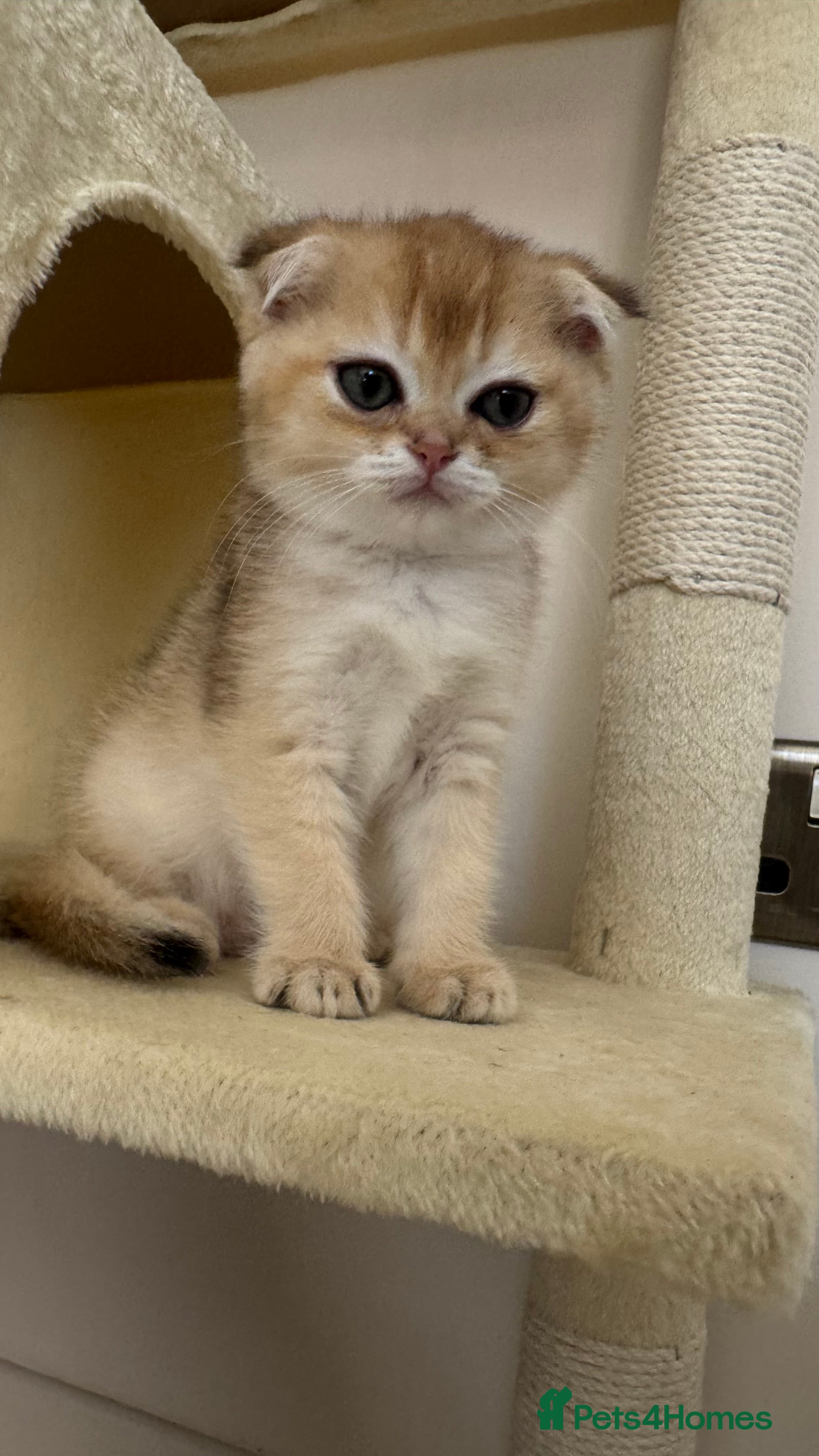 British Shorthair cats Scottish fold golden chinchilla ready for new home - Advert 2