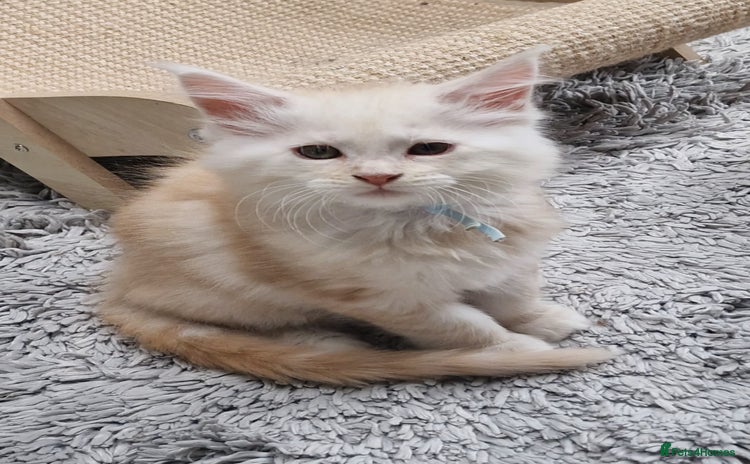 Maine Coon cats - Advert 8
