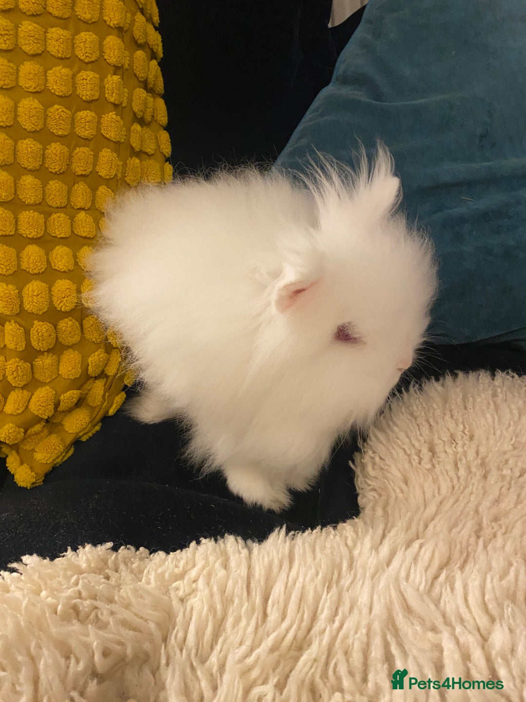 Mini Lion Lop rabbits for sale: Mini lionhead and teddy bear lop cross  - Advert 5