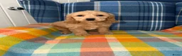 Cockapoo dogs for sale: Stunning Cockapoo's READY NOW  - Advert 6
