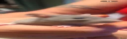 Rat rodents for sale: Male and female rats ready for their forever home - Advert 5