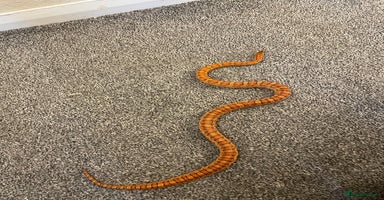 Corn Snake reptiles - Advert 6