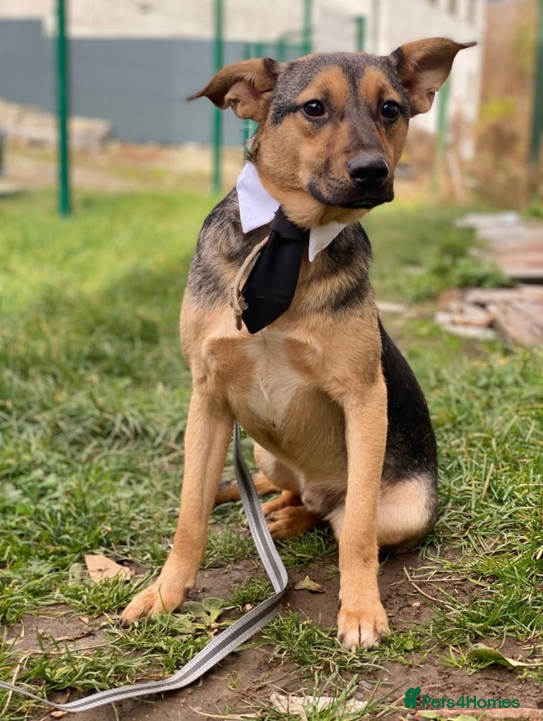 Mixed Breed dogs for adoption: 💙MOZART-low medium 1 yo boy looking for safety💙 - Advert 4