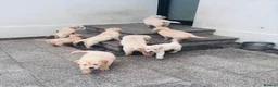 Golden Retriever dogs for sale: Golden retriever puppies - Advert 6