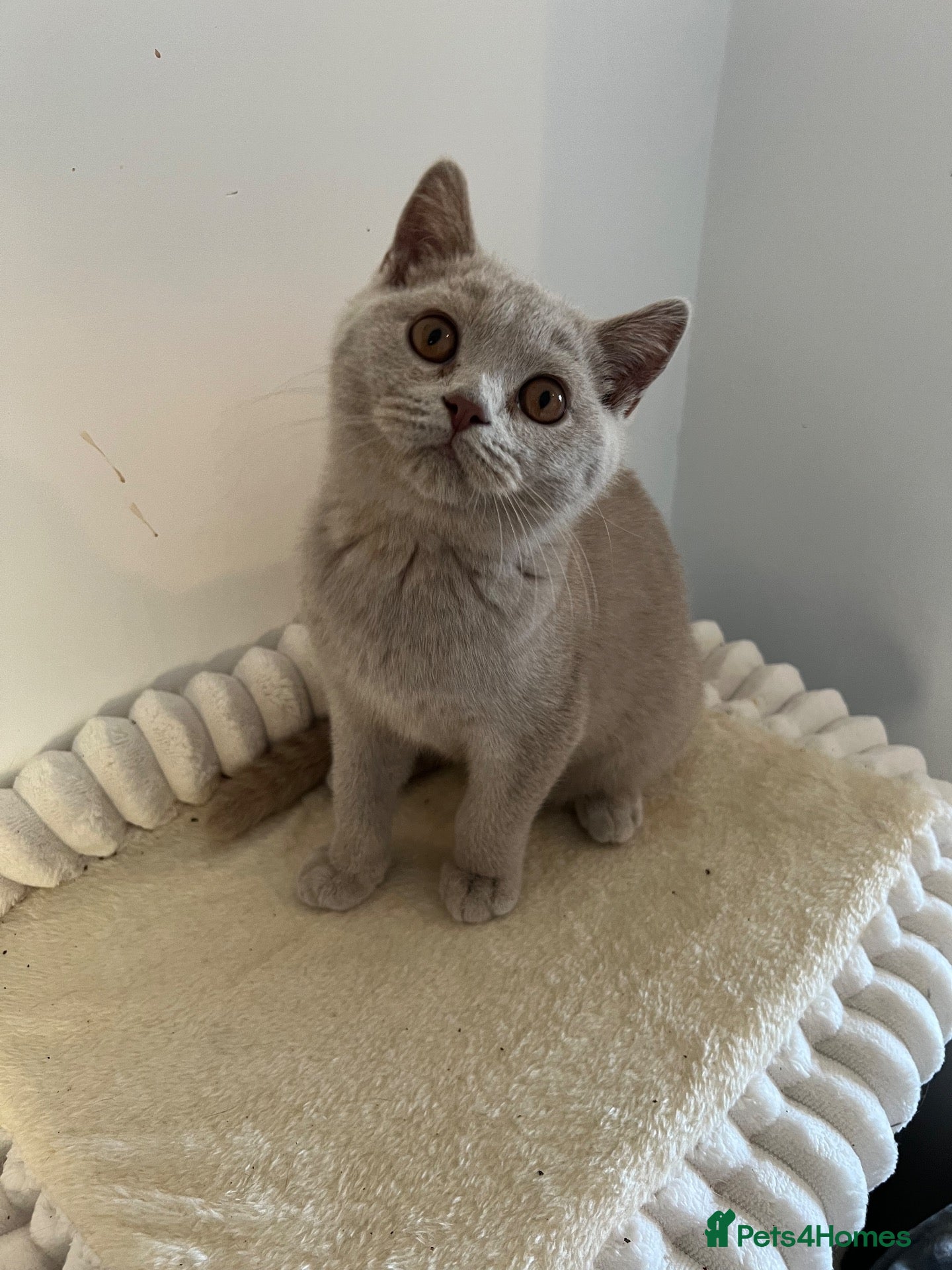 British Shorthair cats £1200 - Advert 1