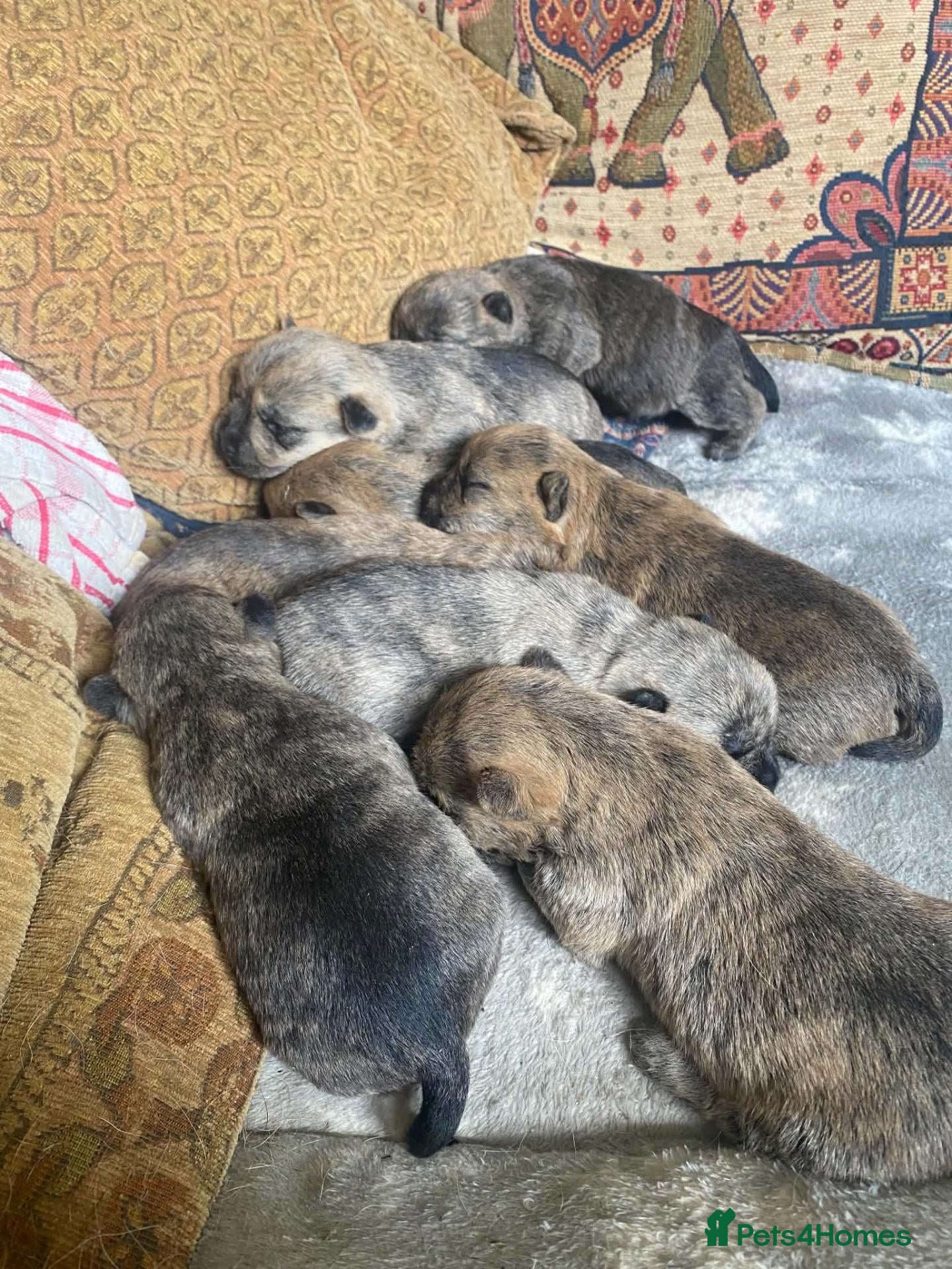 Cairn Terrier dogs KC reg cairn terrier puppies - Advert 1