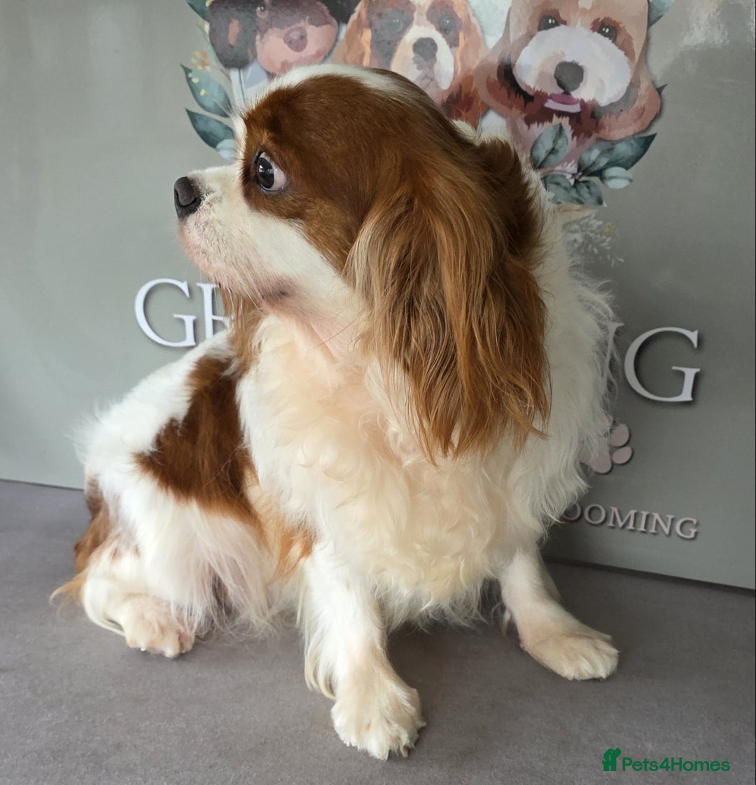 Cavalier King Charles Spaniel dogs for sale: Cavalier King Charles spaniel  - Image 4