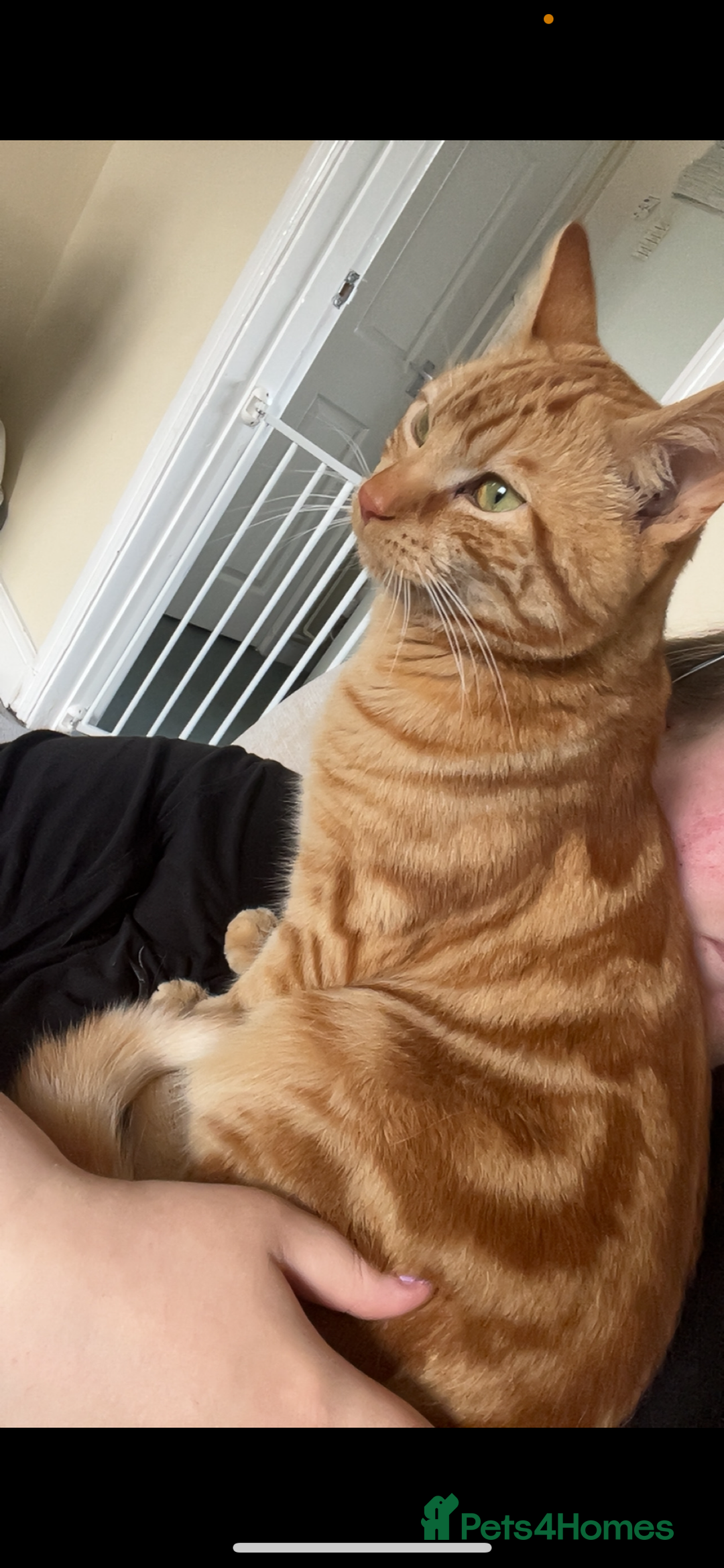 Domestic Shorthair cats for sale: Brother cats. One rock and white and one ginger.  - Image 2