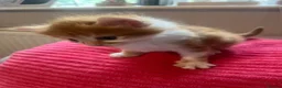 Domestic Shorthair cats for sale: Domestic Shorthair kittens  in Pontefract - Advert 11