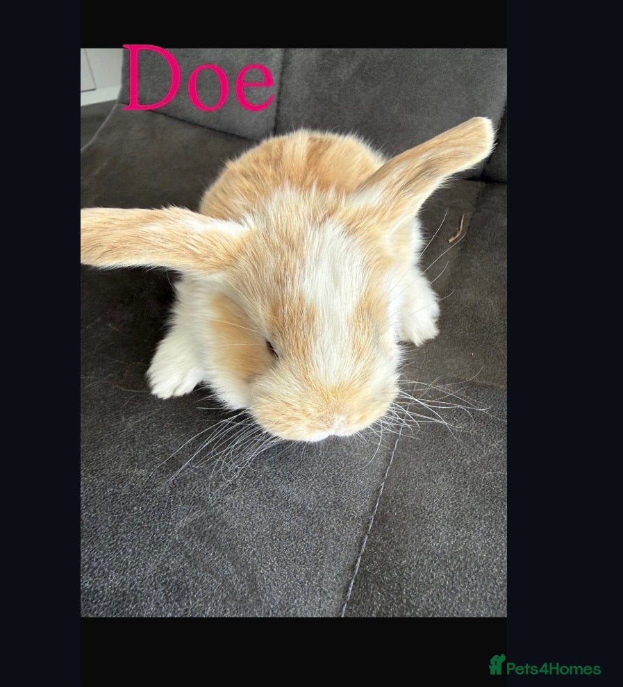 French Lop rabbits Stunning pure bred French lop babies  - Advert 13