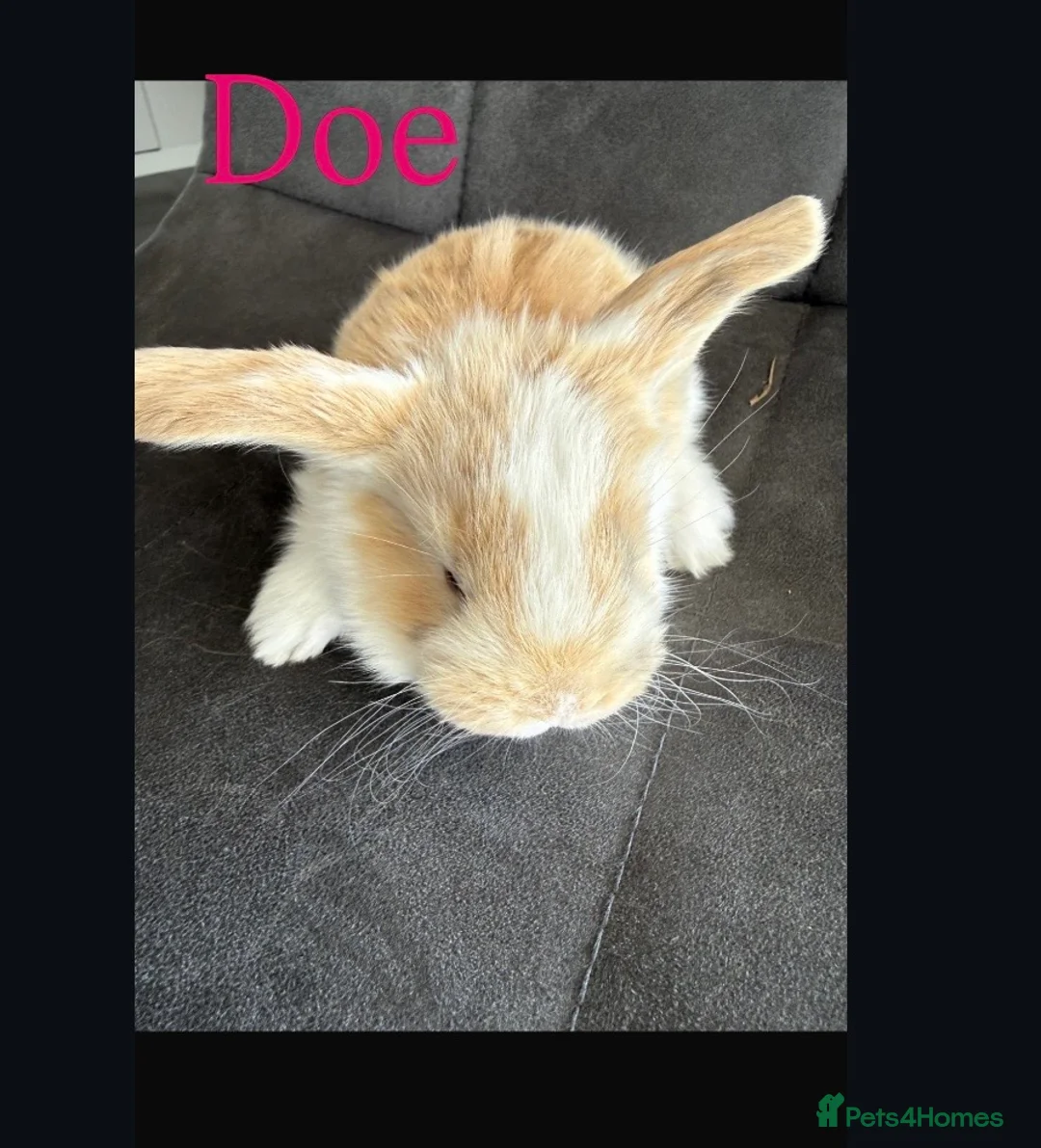 French Lop rabbits for sale: Stunning pure bred French lop babies  - Advert 1