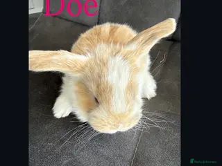 French Lop rabbits Stunning pure bred French lop babies - Advert 2