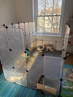 Netherland Dwarf rabbits - Advert 7