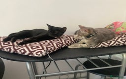 Domestic Shorthair cats for sale: Beautiful cats - Image 5