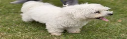 Maltese dogs for sale: Two Beautiful Bichon Maltese Brothers  - Advert 10