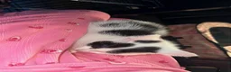 Mixed Breed cats for sale: Kittens female and male  - Advert 2