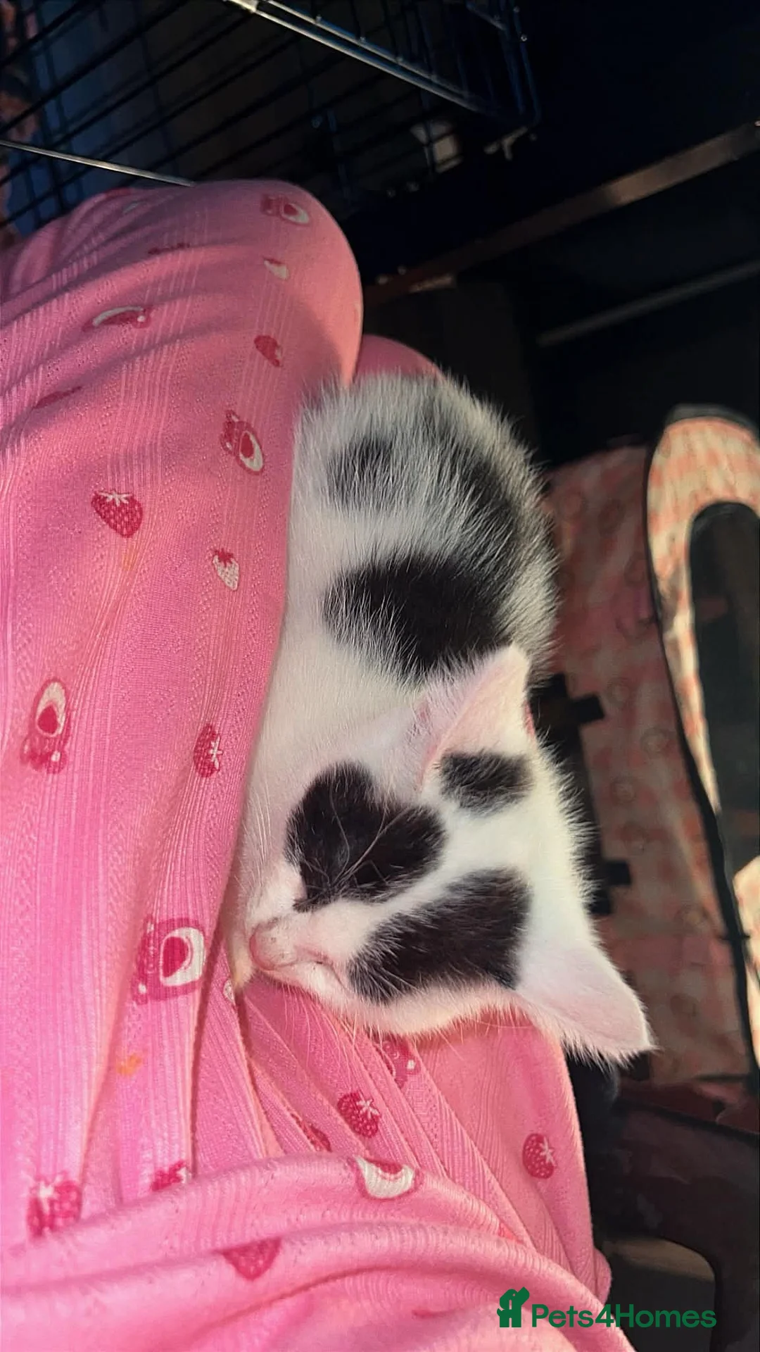 Mixed Breed cats for sale: Kittens female and male  - Advert 2