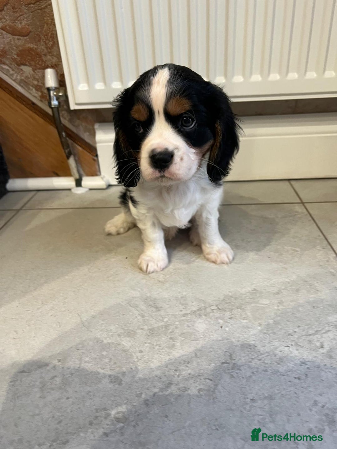 Cavalier King Charles Spaniel dogs for sale: Cavalier King Charles Spaniel - cuteness overload - Advert 10