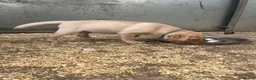 Labrador Retriever dogs for sale: **Stunning Yellow KC registered Pup** - Advert 5