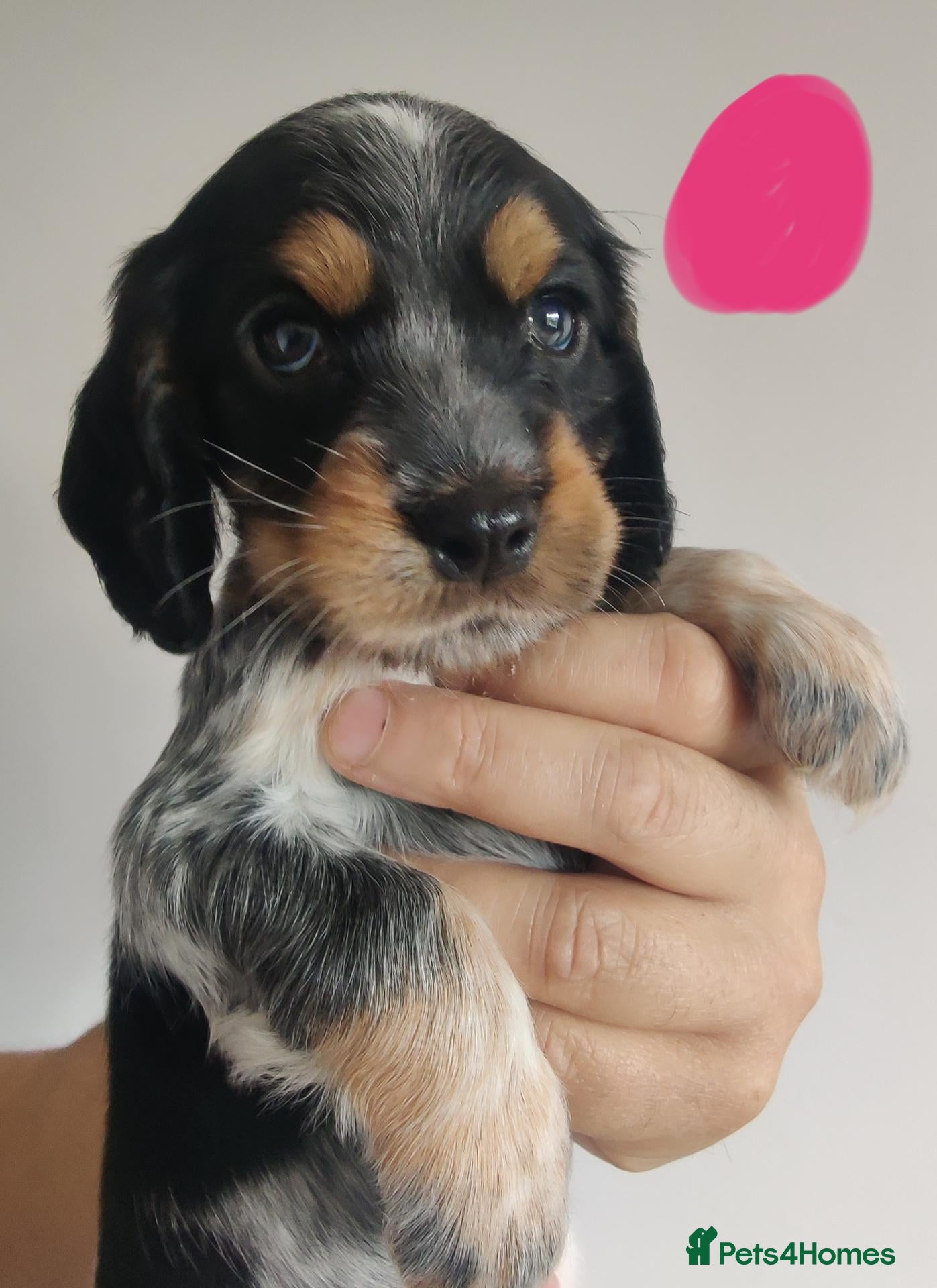 Cocker Spaniel dogs KC registered Show Type Cocker Spaniels  - Advert 1