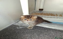 Persian cats for sale: Adorable pure Persian  - Image 7