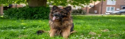German Shepherd dogs for sale: Zues  - Advert 8