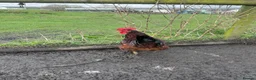 Chickens poultry for sale: Rhode Island red Cockrell one-year-old - Advert 8