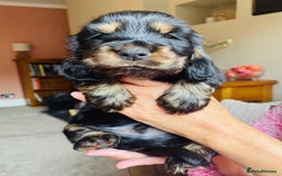 Cocker Spaniel dogs for sale: Top quality fully health tested show cocker pups - Image 12