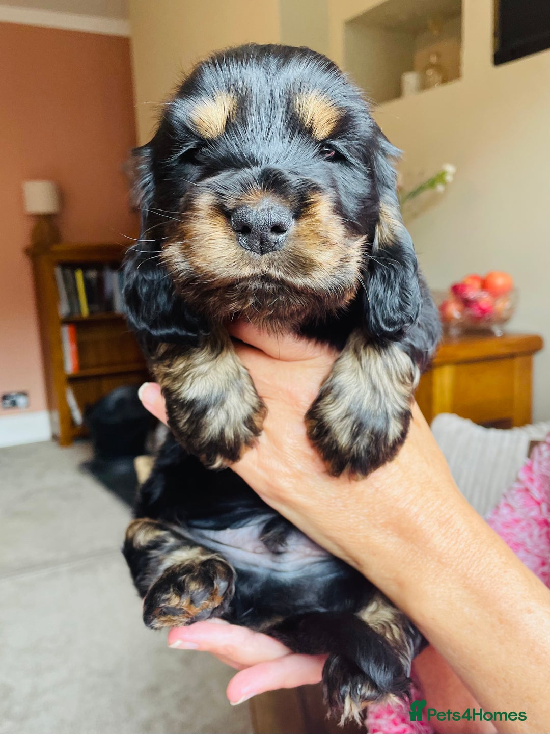 Cocker Spaniel dogs for sale: Top quality fully health tested show cocker pups - Image 12
