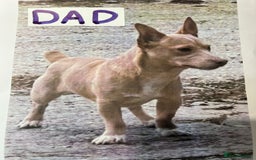 Jack Russell dogs for sale: Jack Russell puppies. - Image 10