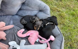Miniature Dachshund dogs for sale: Ready Now! Smooth coat 1 boy 1 girl - Image 23