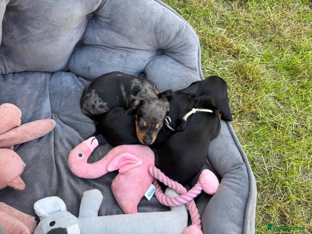Miniature Dachshund dogs for sale: Ready Now! Smooth coat 1 boy 1 girl - Image 23