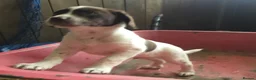 Mixed Breed dogs for sale: Sprollies - Advert 7