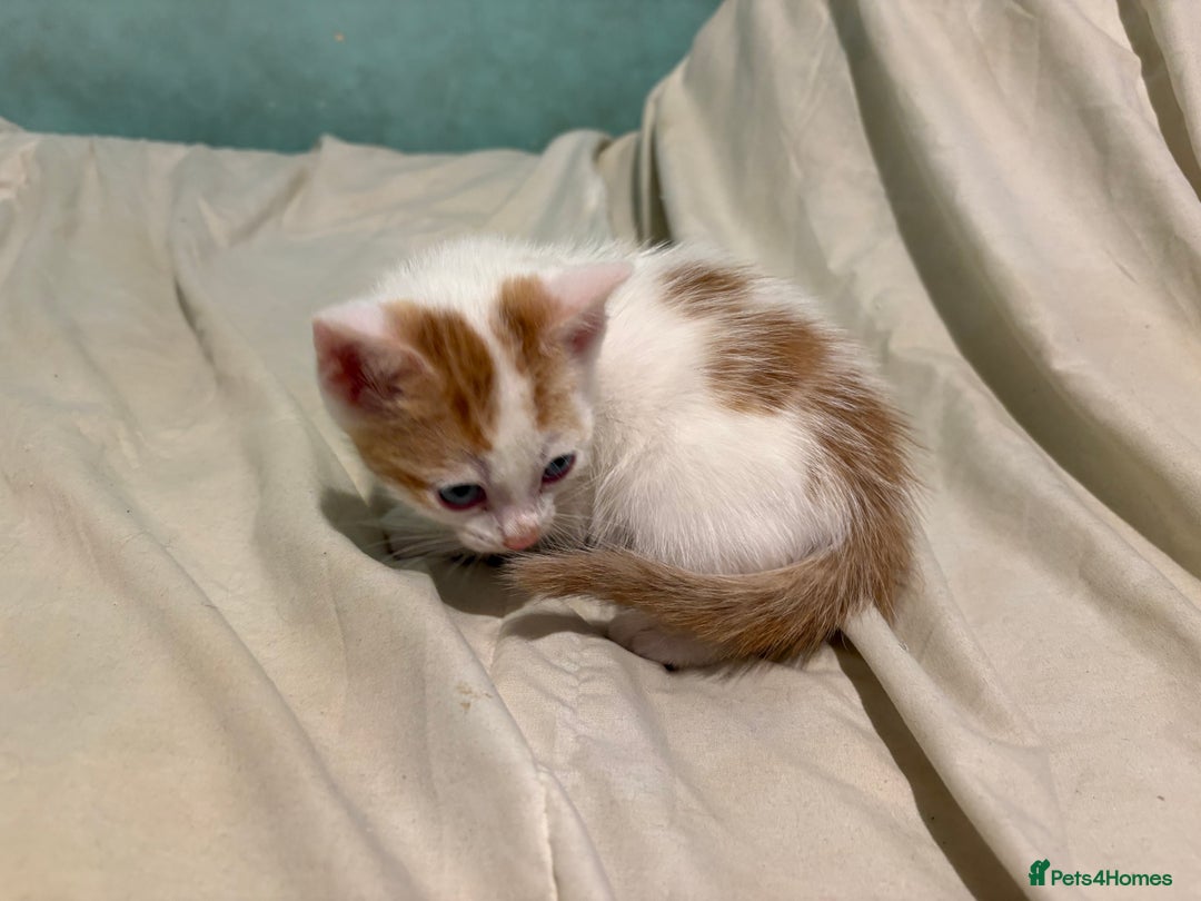 Domestic Shorthair cats for sale: Domestic Shorthairs - 6 Left - Advert 18