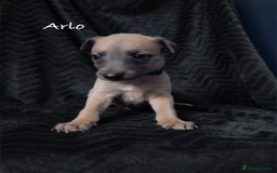 Whippet dogs for sale: Beautiful Whippet puppies for sale!  - Image 18