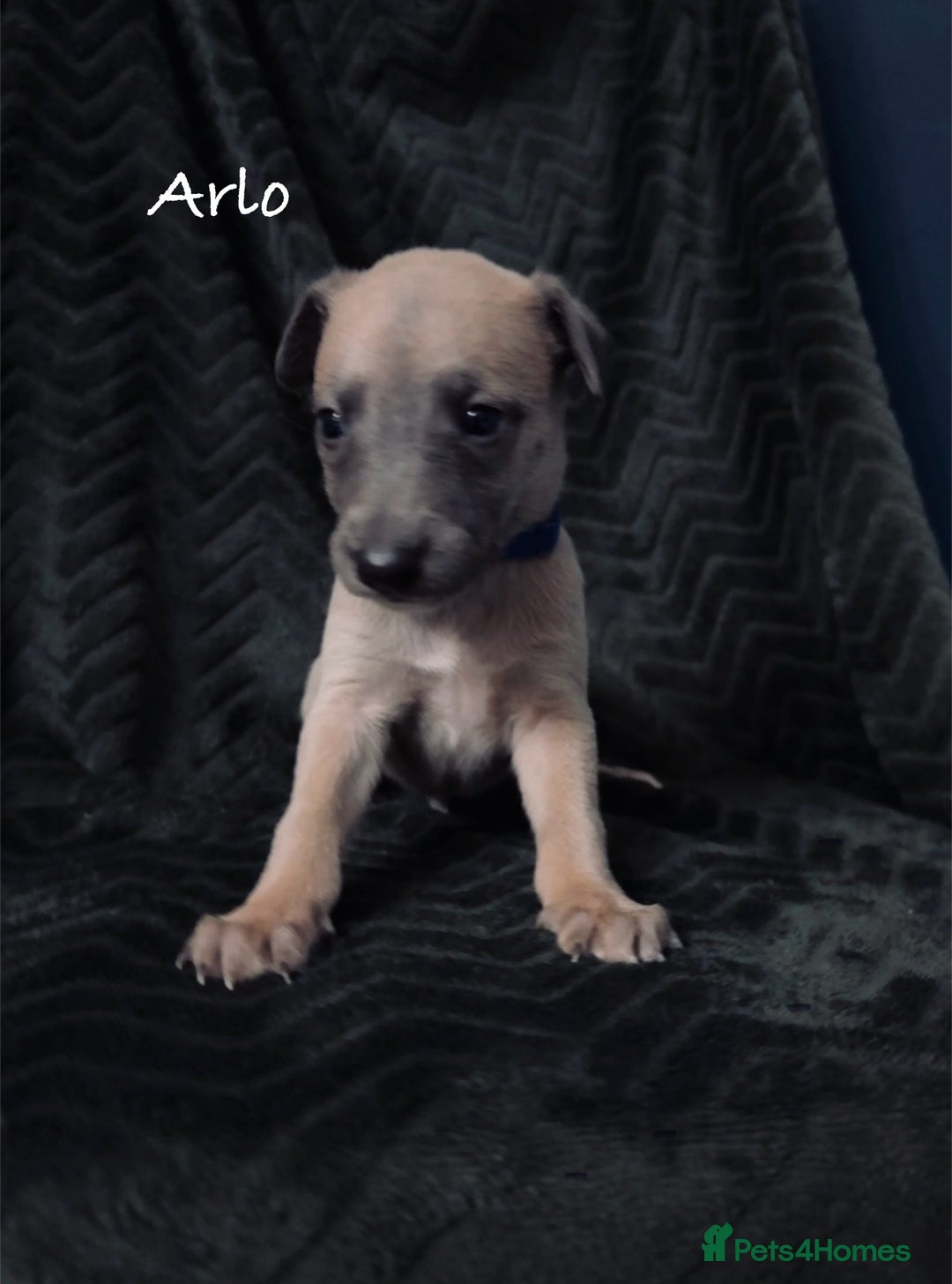 Whippet dogs for sale: Beautiful Whippet puppies for sale!  - Image 18