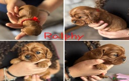 Cavalier King Charles Spaniel dogs for sale: Beautiful Ruby Cavalier King Charles Pups  - Image 6