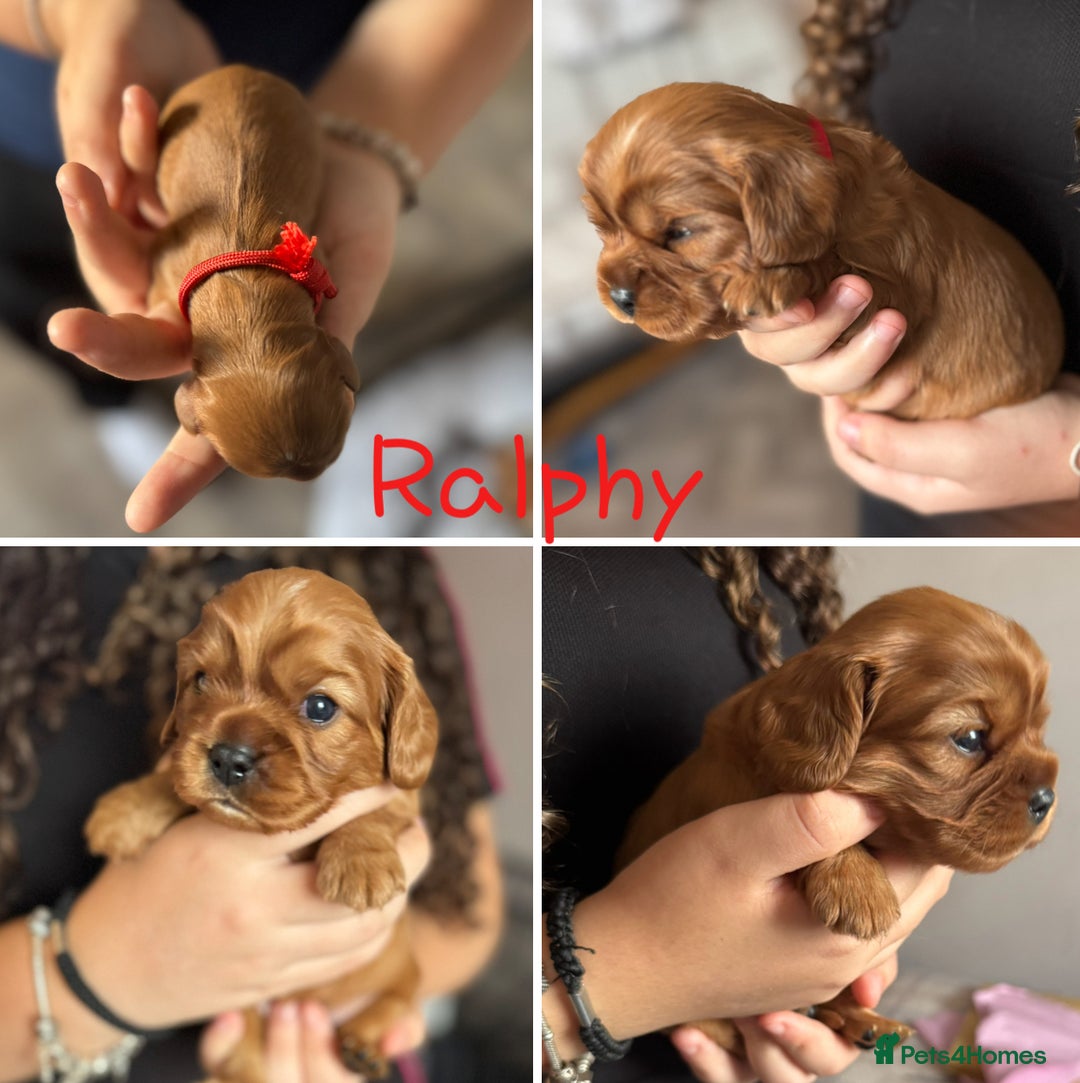 Cavalier King Charles Spaniel dogs for sale: Beautiful Ruby Cavalier King Charles Pups  - Image 6