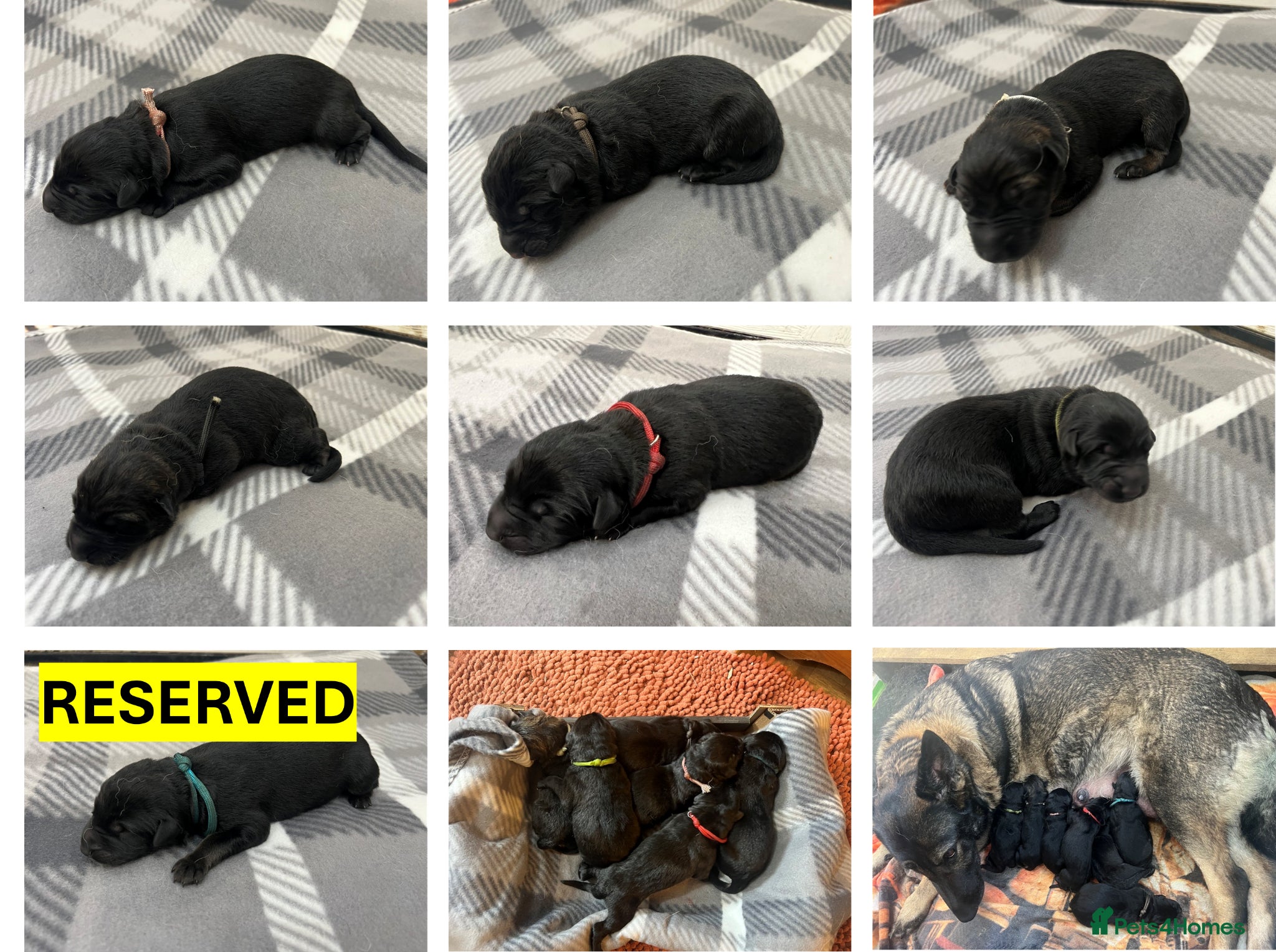 German Shepherd dogs Straight Back w/line German Shepherd puppies - Advert 3