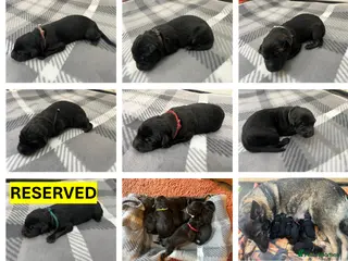 German Shepherd dogs Straight Back w/line German Shepherd puppies - Advert 3