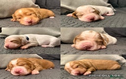 Cocker Spaniel dogs for sale: Gorgeous KC Working Cockers - Image 1