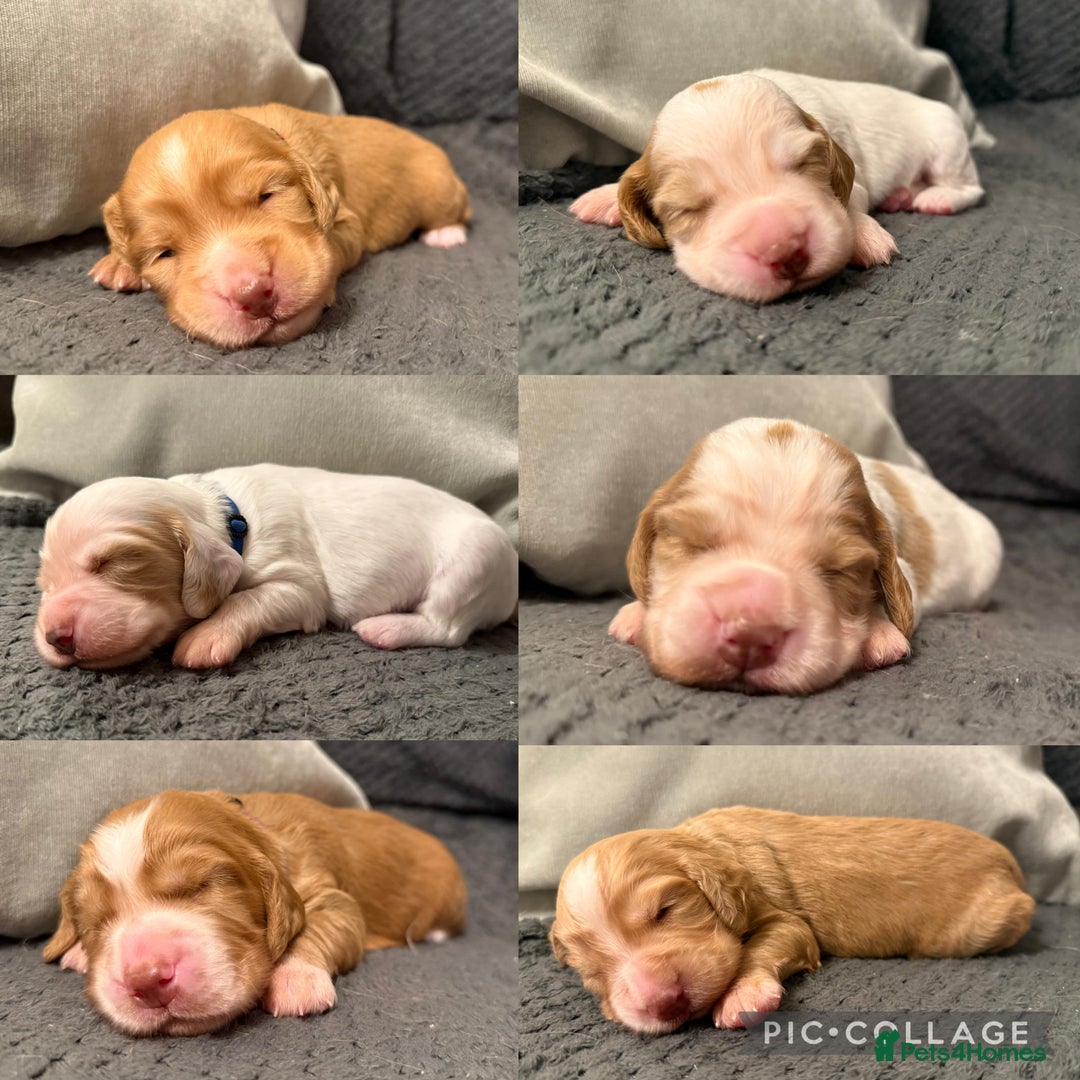 Cocker Spaniel dogs for sale: Gorgeous KC Working Cockers - Image 1