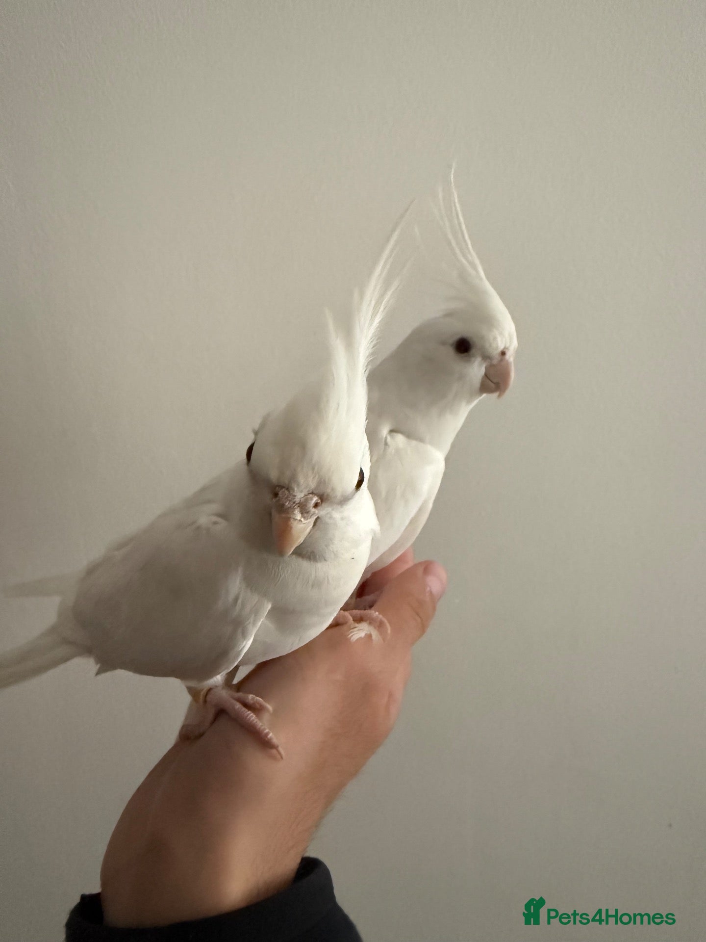 Cockatiels birds Beautiful hand tamed cockatiels - Advert 1