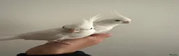 Cockatiels birds for sale: Beautiful hand tamed cockatiels in Harrow - Advert 1