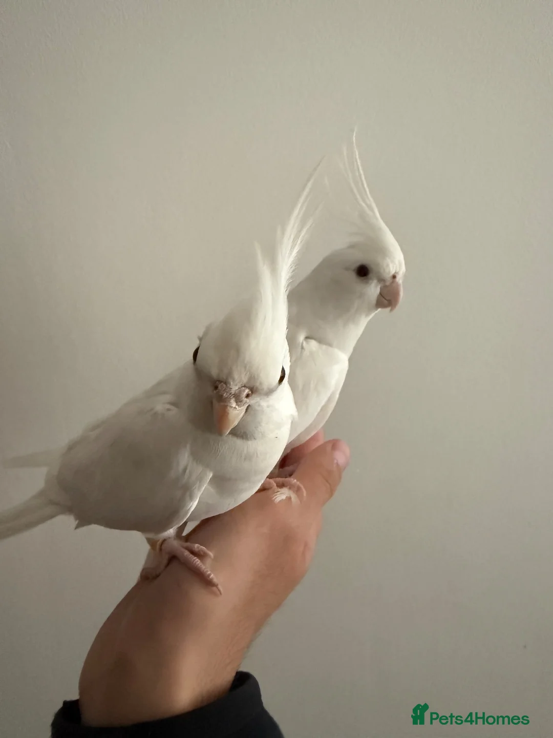 Cockatiels birds for sale: Beautiful hand tamed cockatiels in Harrow - Advert 1