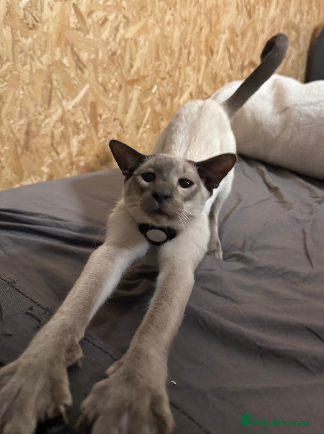 Oriental cats for sale: Oriental Male  - Advert 1