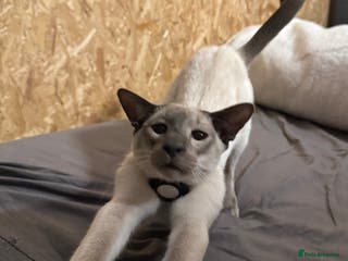 Oriental cats Oriental Male - Advert 3